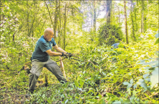 Manchmal hilft nur rohe Gewalt. Hier geht es am Aktionstag des NVR Henrys Geissblatt an den Kragen, eine teilweise verholzte, immergrüne Pflanze mit bis zu 10 m langen Trieben. (Bilder: zVg.)