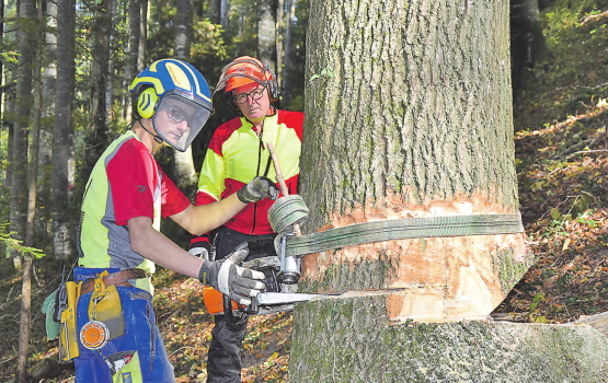 Ein Baum wird gefällt: Der angehende Forstwart Andreas Herzig (li.) bei den letzten Vorbereitungen. (Bilder: P.Te.)