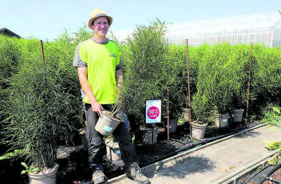 Marc Waser präsentiert die eigene Federbäumchem-Produktion bei der Huplant Pflanzenkulturen AG in Hirschthal. Noch bis Ende August gibt es 50 Prozent Rabatt. (Bild: rc.)