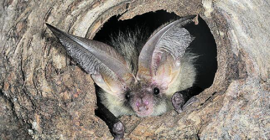 Das Braune Langohr kann im Michelsamt noch regelmässig beobachtet werden. (Bild: zVg.)