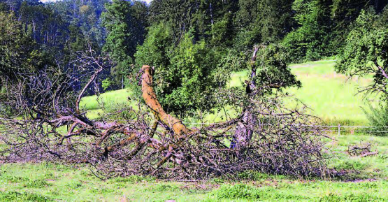 Ein trauriges Häufchen Elend: Wenigstens die Kühe konnten noch ein paar unreife Äpfel naschen, aber demnächst wird vom einst stolzen Hochstämmer nichts mehr übrig sein. (Bilder: st.)