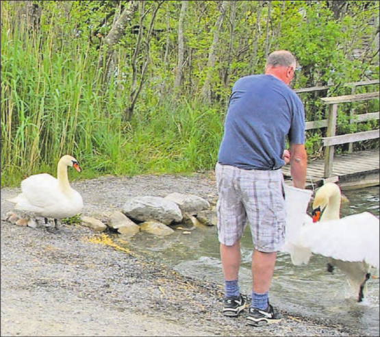 Erst wenige Tage alten Schwanennachwuchs beim Seenger Männerbad entdeckt. (Bilder: hh)