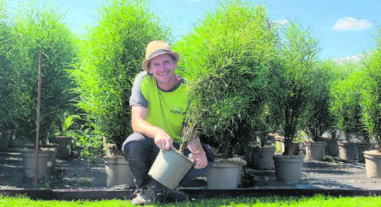Unser Federbäumchen aus eigener Bio-Produktion ist die perfekte Heckenpflanze für deinen Garten oder für deine Terrasse. Im Bild unser Mitarbeiter Marc Waser. (Bild: zVg.)