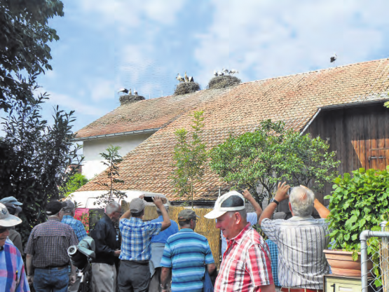 Reine Männersache: Der Seener-Männerstamm machte sich auf eine Exkursion zu den Störchen in Altreu. (Bild: zVg.)