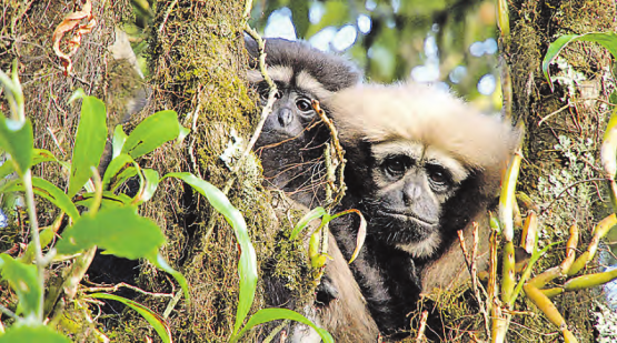 Das Lied der Gibbons – interessante Einblicke in die Welt der Primaten. (Bilder: zVg.)