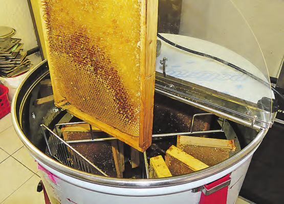 Ab in die Schleuder: Die geöffneten Waben werden vorsichtig platziert.