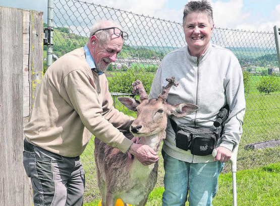 Hans und Rita Küchler halten seit 25 Jahren mit grosser Begeisterung Damhirsche. (Bilder: René Fuchs)