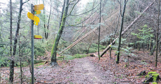 Kein Durchkommen. Gemeinden, Forstbetriebe und der Verein Wanderwege Aarau raten davon ab, sich in der Nähe noch nicht ganz umgestürzter Bäume aufzuhalten. (Bild: zVg.)