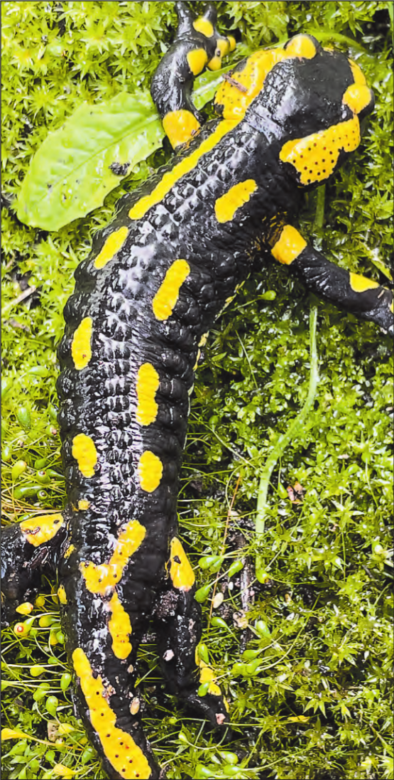 Feuersalamander: Nach einer Entwicklungszeit von bis zu zwei Jahren verlassen Feuersalamander für immer das Wasser. (Bild: zVg.)