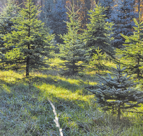 Andreas Lüscher und sein Team hegen und pflegen die Christbäume rund 10 Jahre lang, bevor sie für den Verkauf geschnitten werden. (Bild: pixabay)