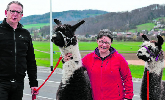 Im Reinacher Lenz: Reto und Helen Eichenberger mit ihren Lamas Zorro und Ueli. (Bild: dr.)