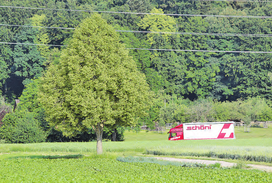 Baum erhalten oder mehr Verkehr? – Der Gemeinderat hat für das Gebiet zwischen Dorfzentrum und Suhrentalstrasse grosse Pläne – das Komitee «Nein zur Überbauung der Hegmatte» will das verhindern. (Bild: Remo Conoci)