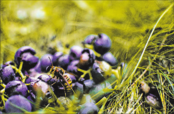 Wespen sind zwar lästig, trotzdem sind sie wichtige Nützlinge. (Bild: zVg.)
