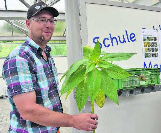 Das drüsige Springkraut kurz vor der Blüte: Andres Zürcher konnte bereits Erfolge bei der Bekämpfung erzielen. Einige einst betroffene Gebiete sind jetzt «sauber».