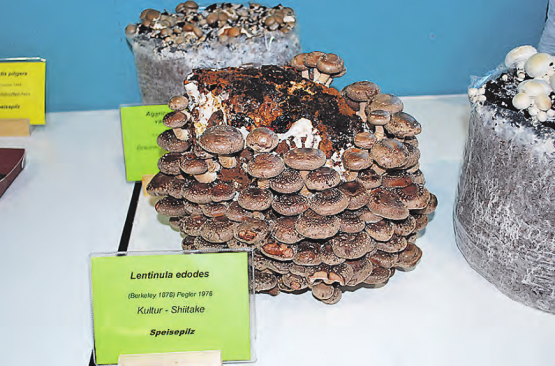 Lentinula edodes: Der Shiitake oder Shii-Take ist eine Pilzart aus der Familie der Schwindlingsverwandten. (Bilder: Heidi Härri)