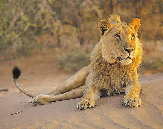 «Die Wüstenlöwen der Namib – Aufbruch und Wiederkehr», zu sehen an den Naturfilmtagen im Naturama in Aarau. (Bild: ©NaturVision)