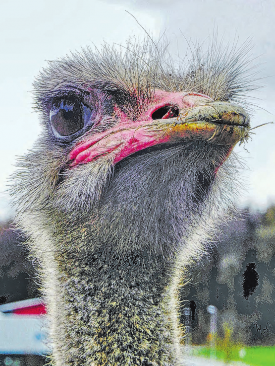 Strausse zur Balzzeit: Die Schnäbel und Beine der Hähne sind dabei hormonbedingt deutlich rot gefärbt.