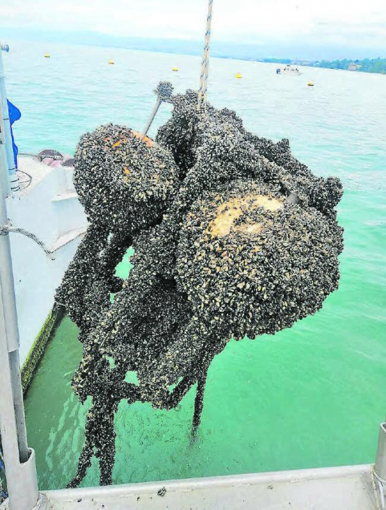 Gut möglich, dass die Muscheln aus dem Hallwilersee stammen: Diese Verankerung ist nach einigen Monaten im Genfersee dicht mit Quaggamuscheln besiedelt. (Bild: Sébastien Lavanchy)