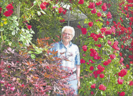 Die Eden-Rose gehört zu seinen Lieblingen unter den «Dornengewächsen»: Hans Stirnimann, wie man ihn in der Region kennt. (Bilder aw.)