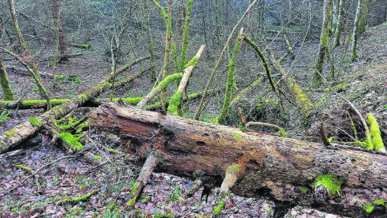Faszination Natur. Ganz im Osten der Gemeinde Gränichen, oberhalb des Weilers Refental, kann das Naturwaldreservat Surberg anlässlich eines Flurumgangs bewundert werden. (Bild: Luc Scharb)