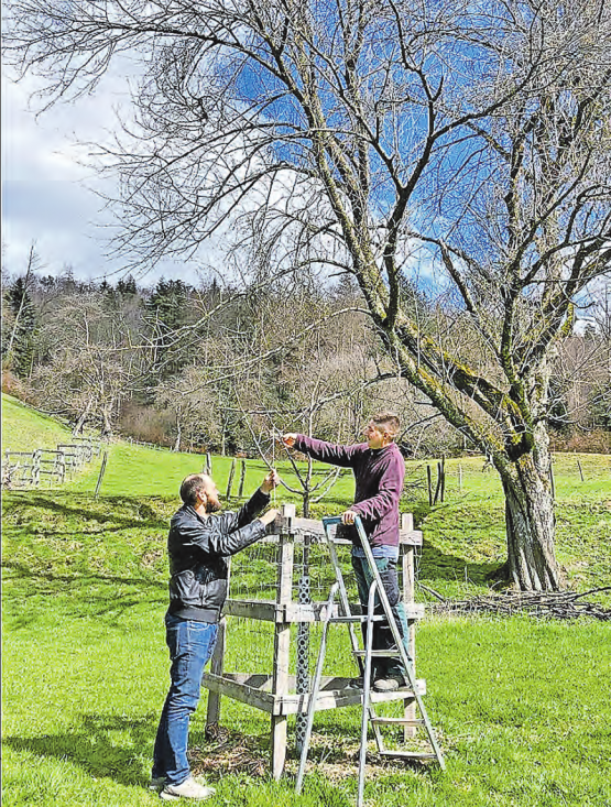 Einsatz für die Natur: Marco Häusermann pflegte mit seiner Gruppe die in den letzten Jahren gepflanzten Hochstammobstbäume. (Bild: zVg)
