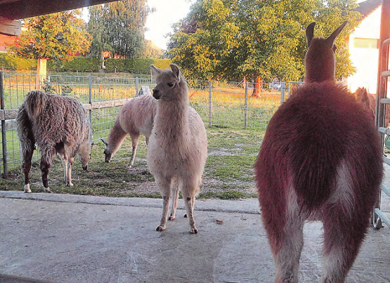 Lamas spucken, aber nicht oft. Aber sie mögen es, gestreichelt zu werden, dann spucken sie nicht. (Bild: zVg.)