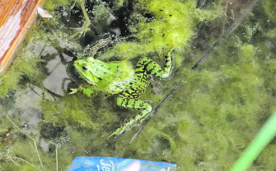 Ein Frosch noch vor Beginn der Aktion im Waag-Weiher. (Bilder: zVg.)