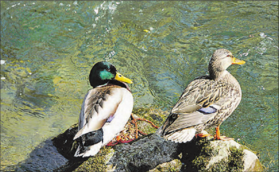 Stockentenpaar: Erpel und Ente mit sichtbarem Spiegel. (Bild: Ernst Hofmann)