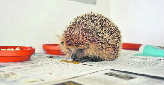 100 Ställe: Da Igel Einzelgänger sind, müssen sie in Einzelboxen gehalten werden, ausser Mütter mit Jungen oder junge Wurfgeschwister. (Bild: zVg.)