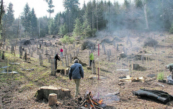 Baumpflanzaktion von Natur- und Vogelschutzverein Oberkulm und Forstamt: Im Gebiet Beidel entstand der Jahrgangswald für die 38 Kinder, welche 2020 geboren wurden. (Bild: zVg.)