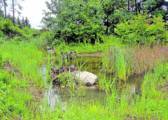 Wichtig für Tiere und Pflanzen: Naturnah gestaltete Areale wie hier die Kiesgrube Saffental in Gunzwil. (Bilder: zVg.)