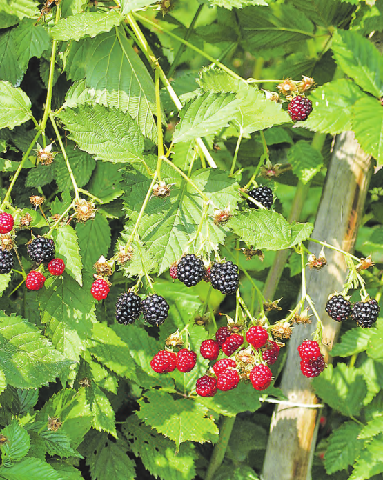 Einige Tage früher als erwartet, ernten die Schweizer Obstbauern Strauchbeeren in grossen Mengen. (Bild: pd.)