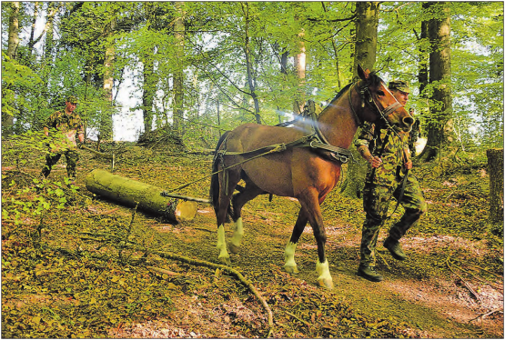 Holzrücken im Wald auf dem Gränicher Rütihof im Einsatz: Ein Trainzug ist im Rahmen der Sanierung des Seilparks im Einsatz. (Bilder: zVg.)