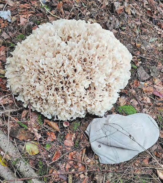 (Bild: Giovanni Assaiante)