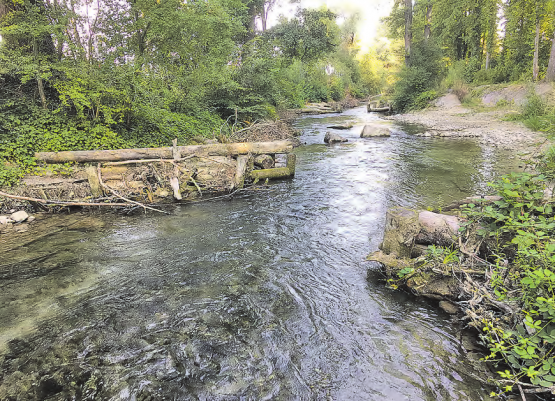 Eingeschränkter Lebensraum: Der revitalisierte Abschnitt des Aabaches sollte bei genügend Wasser der Barbe Lebensraum bieten. (Bilder: ru.)