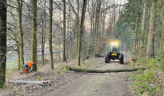 Sicherheit als oberstes Gebot: Oft mussten Bäume mit Hilfe einer Umlenkrolle und Seilwinde überzogen werden. (Bilder: zVg.)