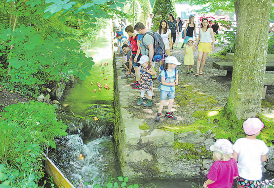 Einmal mehr fand das vom Verein Alte Schmitte organisierte Entenrennen beim Schloss Hallwyl grossen Anklang.
