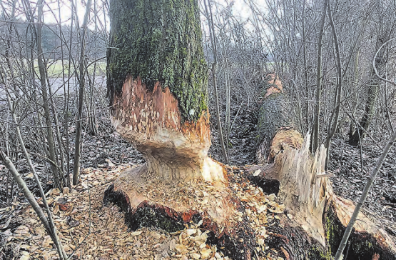 Diese Bilder zeigen, wie der Biber gegenwärtig am Aabach wirkt. Gesehen haben wir ihn bisher nicht, vielleicht auch weil er als hervorragender Schwimmer und Taucher bei unserer Anwesenheit im Aabach abgetaucht ist. (Bilder: ru.)