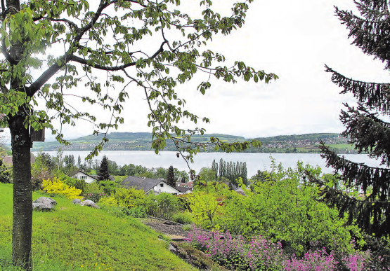 Am Hallwilersee: Eine Uferlandschaft die unbedingt geschützt werden muss..