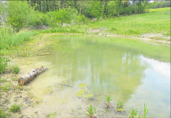 Mehr Feuchtgebiete regenerieren, um den Artenrückgang zu stoppen: Der sanierte Weiher in der Aescherweid in Fahrwangen. (Bilder: zVg.)