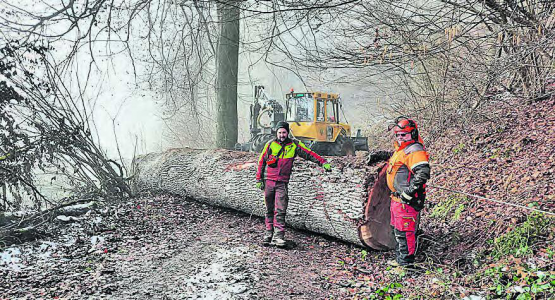 Die dickste Eiche von Schöftland ist leider, ohne Fremdeinwirkung, umgestürzt. (Bild: zVg.)