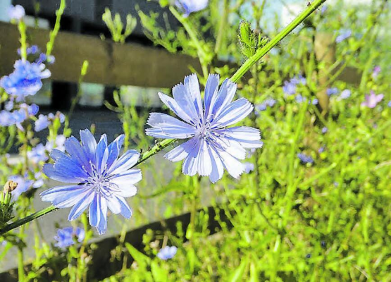 Naturförderung in der Gemeinde: Ein Kursangebot des Naturamas Aargau. (Bild: zVg.)