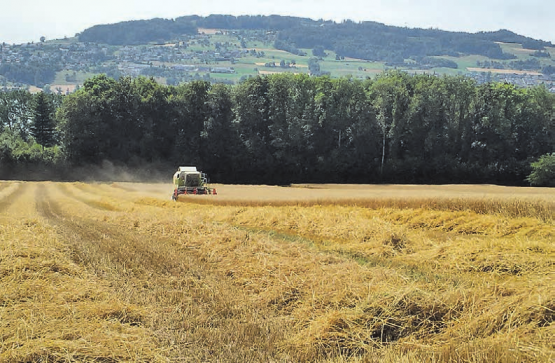 Getreideernte in Meisterschwanden: Auf dem Langmatthof von Lukas Siegrist ist der richtige Moment gekommen, das Getreide zu ernten - es ist nicht zu feucht und nicht zu trocken. (Bild: zVg.)