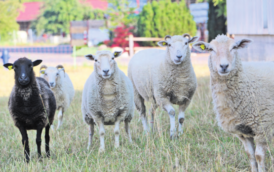Ein schwarzes Schaf auf einer Gontenschwiler Weide. In der Wahrnehmung des Menschen, tanzt dieses aus der Reihe, tatsächlich beschützt es aber die anderen Tiere – eben dank seiner Farbe. (Bild: Remo Conoci)