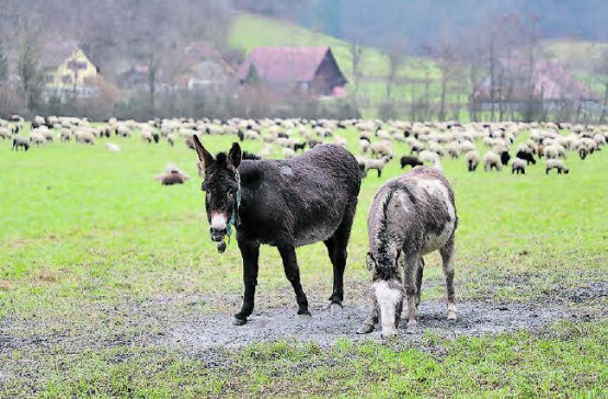Die 200 Schafe werden gut bewacht: Der eher scheue Hirte wollte nicht aufs Bild, Molly und Rosy dagegen scheinen sich neugierige Passanten gewohnt zu sein. (Bild: rc.)