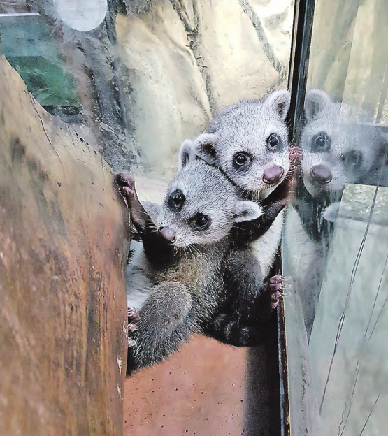 Sie sorgen für einen erhöhten Besucherstrom ins Papiliorama: Krabbenwaschbären schlafen tagsüber oft in Baumhöhlen oder anderen Verstecken. (Bilder: zVg.)