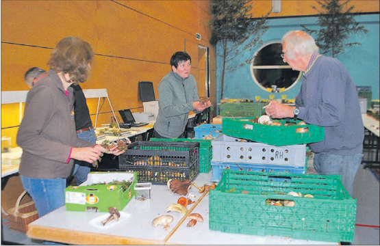 Fleissige Helfer beim Sortieren am Freitagabend: Bereits vor Ausstellungsbeginn gab es für die Pilzfreunde viel zu tun. (Bilder: Heidi Härri)