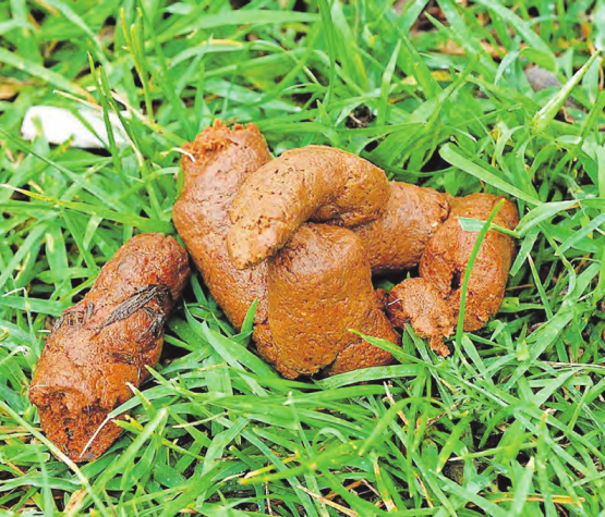 Ärgernis Hundekot: Begleitete Hundespaziergänge sollen dafür sorgen, dass «Haufen» so entsorgt werden, wie es sich gehört. (Bild: dpa)