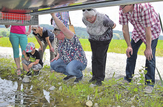 Feuchtbiotope unter dem Förderband sind die interessantesten Plätze im Kiesgrubenareal, Besucher entdecken Bergmolche. (Bilder: aw.)