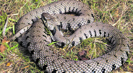 Die Barren-Ringelnatter ist eine bedrohte Tierart und darf sich im Gebiet Hinterwil ansiedeln. (Bild: zVg.)
